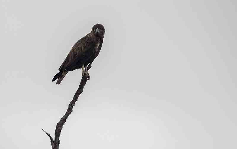 Águila African Marsh Harrier - reserva Sabi Sands - Sudáfrica.jpg